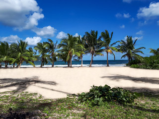 Exotic beach with palm trees on the beach