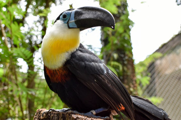 Toucan