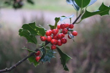 holly