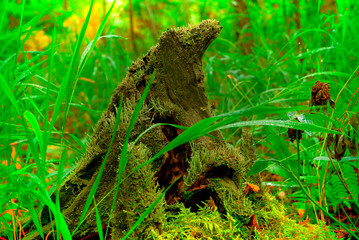 Obraz premium Старый пень