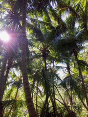 The sun breaks through the thickets of palm trees