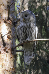 Ural owl