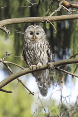 Ural owl