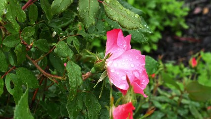 1741 Pink Rose with Water Drops, 4K