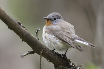 Red-breasted Flycatcher