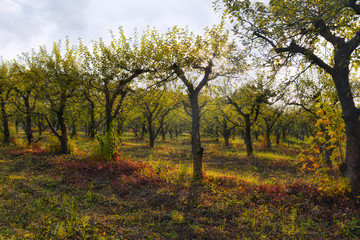 Fototapeta na wymiar Apple orchard in autumnal sunlight