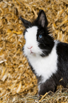 Schwarzweißes Kaninchen sitzt auf einem Strohballen
