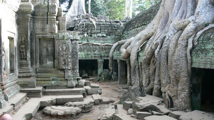 Huge tree roots occupied the temple in Angkor in Cambodia © Zoltan