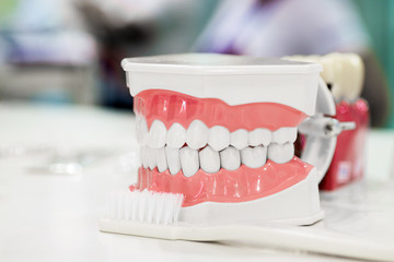 Artificial jaw with white teeth and toothbrush in dental clinic presenting dental care