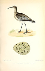Illustration of bird