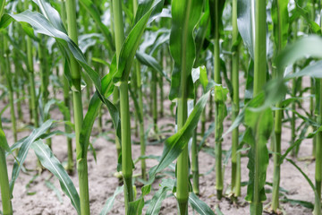 Rows of green corn (maize) growing in the field