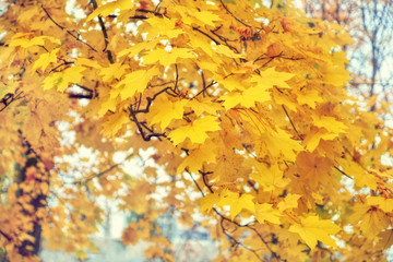 Branches of yellowed maple tree in fall season