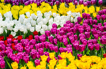 Large flowerbed with lilac, yellow, white and red tulips in the park