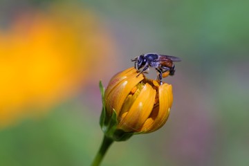 Bee on the flower 