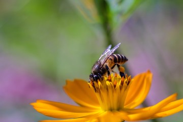 Bee on the flower 