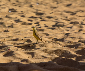 bird on the sun