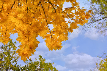 Branches of yellowed maple tree in fall season