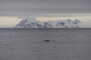 Antarctic landscape view from sea
