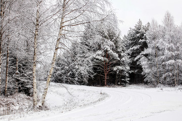 the beautiful winter day in the woods is a lot of snow