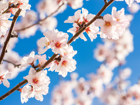 Close-up of cherry blossom flowers on branch