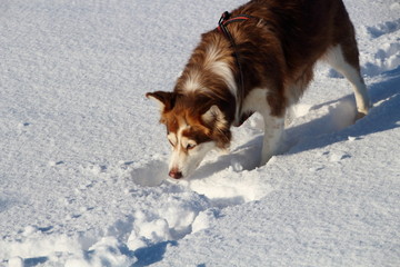 Husky schnüffelt im Schnee