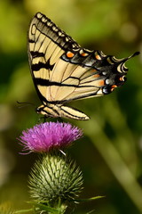 Yellow Swallowtail Butterfly