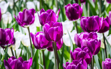Large flower bed with white and lilac tulips in the park
