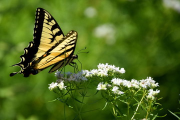 Yellow Swallowtail Butterfly