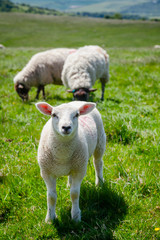 Obraz na płótnie Canvas English rural landscape in with grazing lamb
