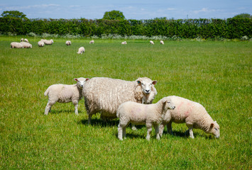 English rural landscape in with grazing sheep