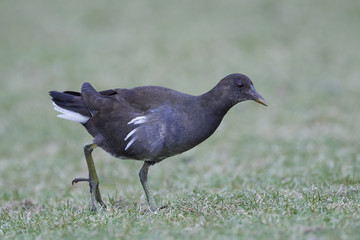 Common moorhen (Gallinula chloropus)