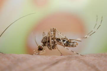 mosquito sucking blood on human skin.