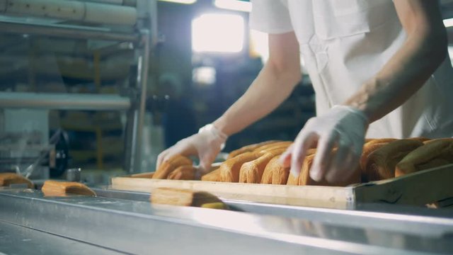 Bakery packing line. Worker put bun, loafs on conveyor.