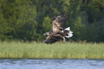 White-tailed eagle