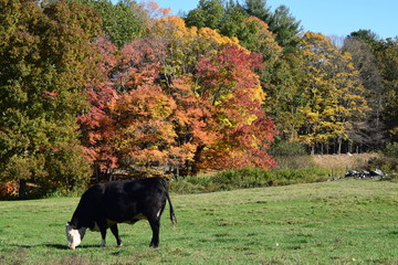 Fall Cow