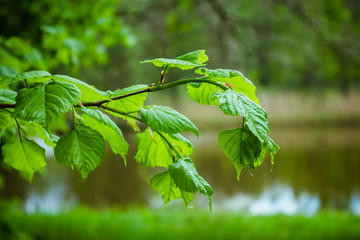 Young greens. Green leaves in the woods Green leaves above the abstract background. Green leaves in the city park in the afternoon Branch of a tree with green leaves against the background of the lake