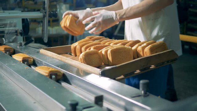 Worker in protective gloves put fresh baked rolls on a conveyor.