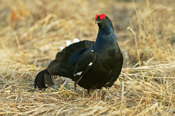 handsome black grouse on the field