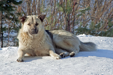 portrait of a dog mongrel with fluffy fur lying on the snow in the winter in the forest