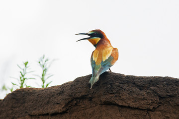 beautiful colorful bird sits on a earthen hill