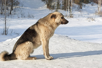 mongrels with fluffy fur sitting in the snow