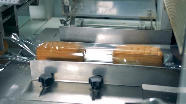 Crumpets are being packed on the conveyor. 4K.