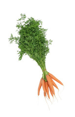 carrot (Daucus carota), garden vegetables, healthy and balanced diet, superfood, isolated on white