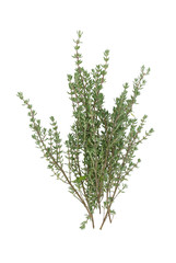 thyme, (Thymus vulgaris), fresh garden herbs, spice, superfood, isolated on white