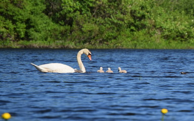 Swan Family