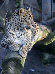 Sri Lanka Leopard, Panthera pardus kotiya, looks around