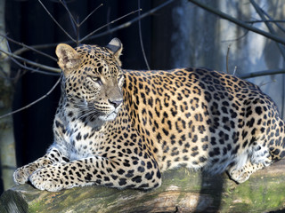 Sri Lanka Leopard, Panthera pardus kotiya, looks around