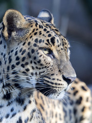 Portrait of Sri Lanka Leopard, Panthera pardus kotiya