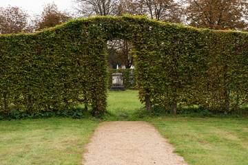 a hedge in the garden
