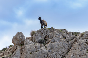 Kozy na skałach, Kreta, Grecja